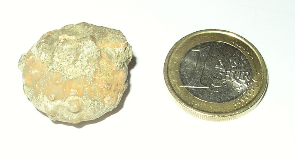 Fossili dal Giurassico