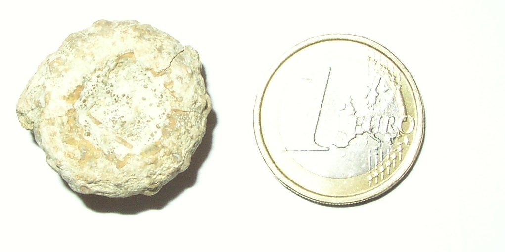 Fossili dal Giurassico