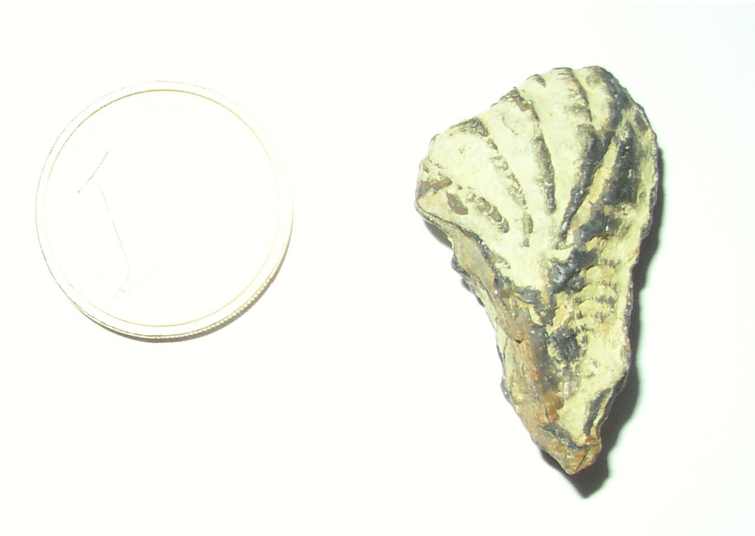 Fossili dal Giurassico