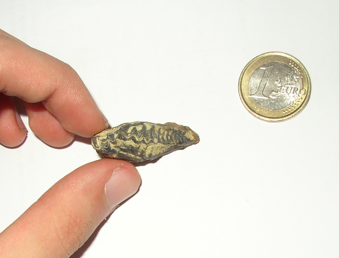 Fossili dal Giurassico