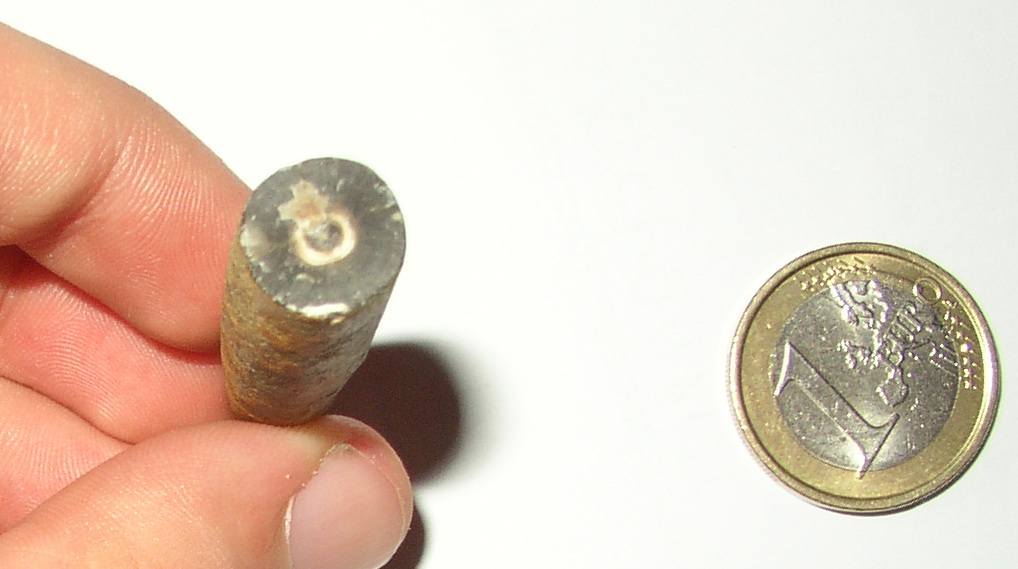 Fossili dal Giurassico