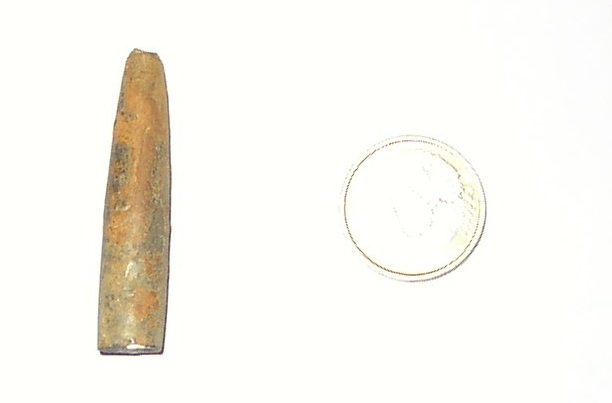 Fossili dal Giurassico