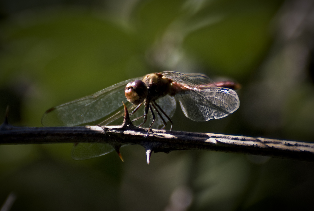 Odonata da identificare: Sympetrum striolatum?