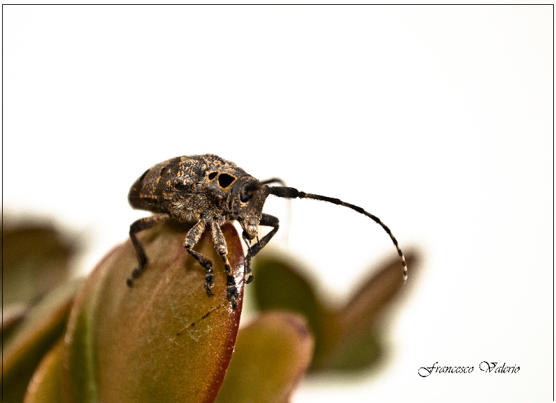 Coleottero da determinare: Mesosa curculionoides