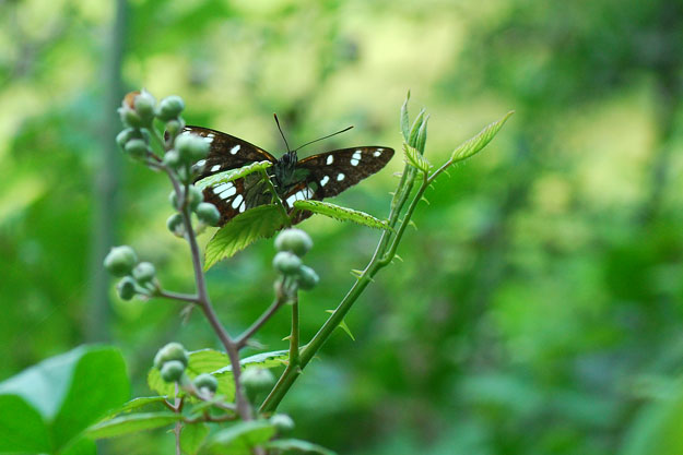 Limenitis reducta? - S
