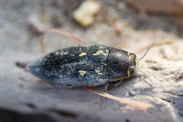 Buprestis novemmaculatus,  lui?