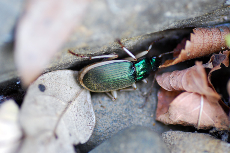 Chlaenius ? C. velutinus