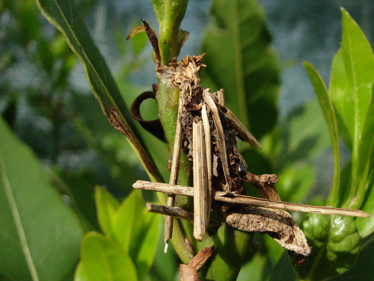 astuccio psychidae? - S