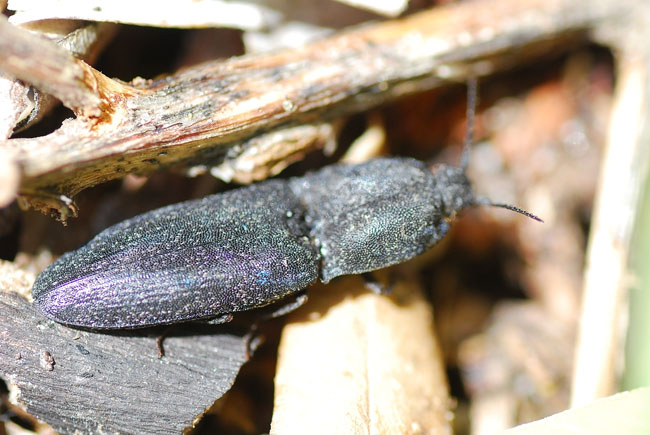 Buprestidae? No, Elateridae - Lacon punctatus?