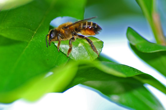 Apidae Megachilinae ricamatrice: Megachile sp.