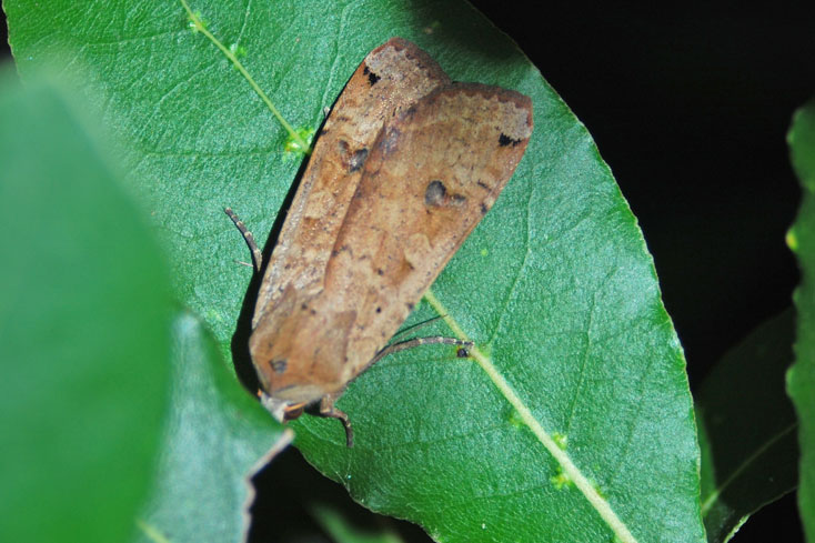 Noctua pronuba