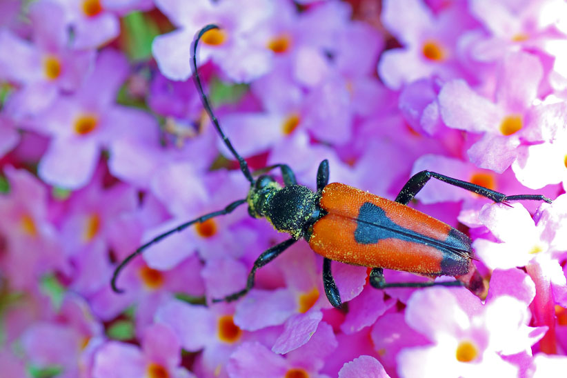 Conferma - Stictoleptura cordigera