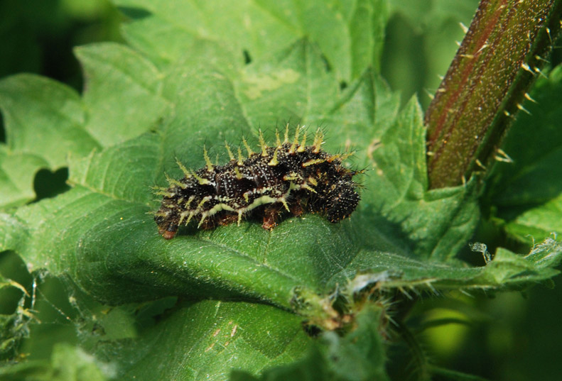 Larva nimphalidae su ortica - Vanessa atalanta