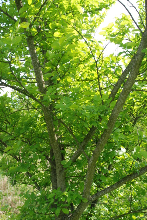 albero da determinare
