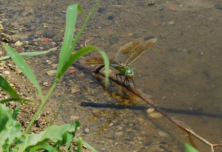 Anax imperator in deposizione