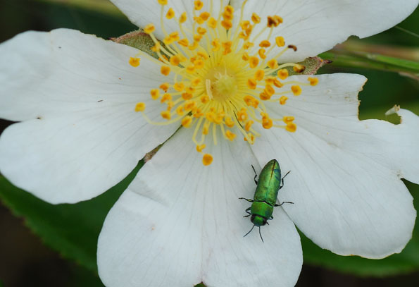 Buprestidae - Anthaxia sp.?