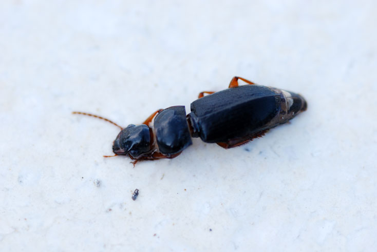 strano coleottero annegato (da id)