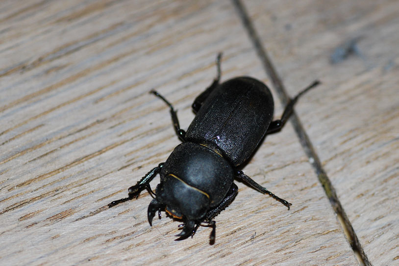 Dorcus parallelipipedus