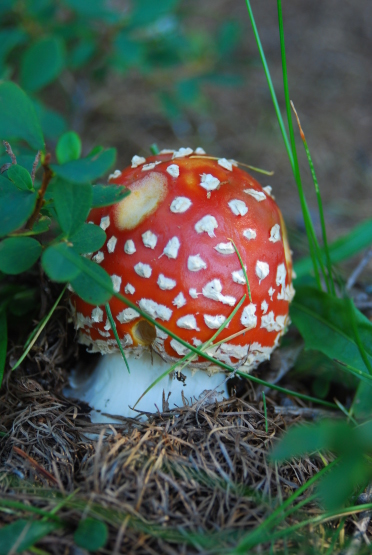 Amanita muscaria