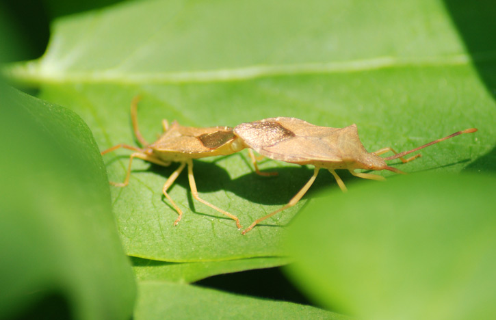 Identificazioni: due pentatomidi e un coreide