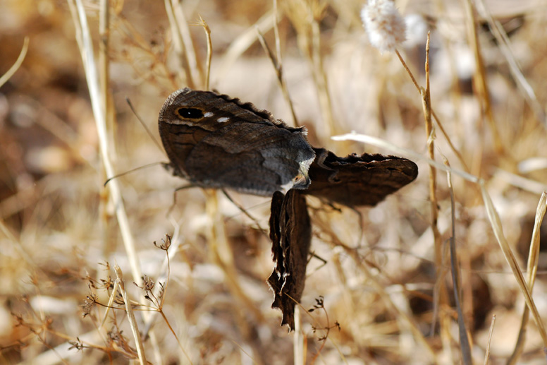 Hipparchia statilinus?