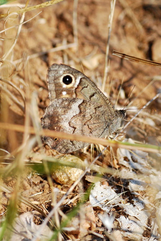 Hipparchia statilinus?
