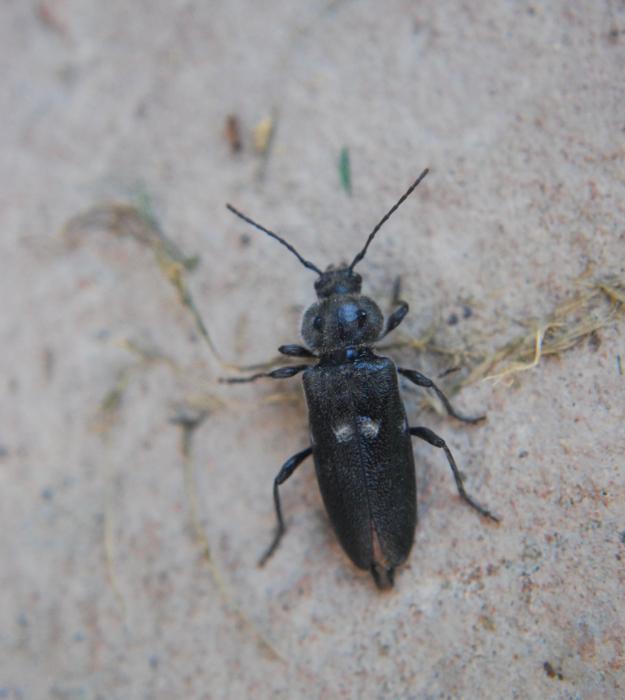 Cerambicide - Hylotrupes bajulus