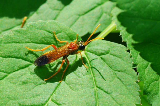 Imenottero da identificare: Tenthredo campestris