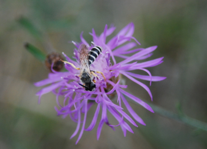 Halictus cfr. scabiosae (Apidae Halictinae)