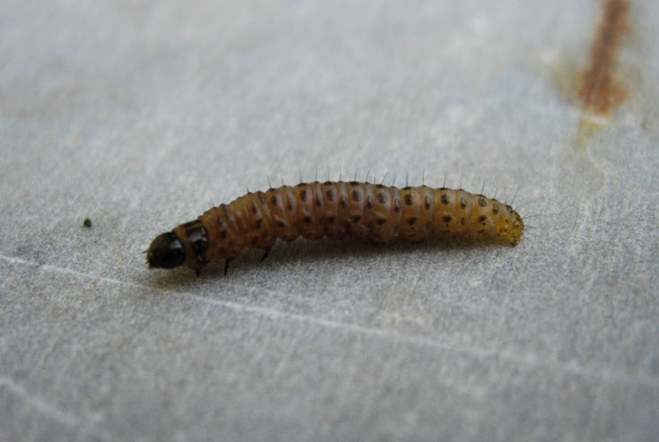 larva di?