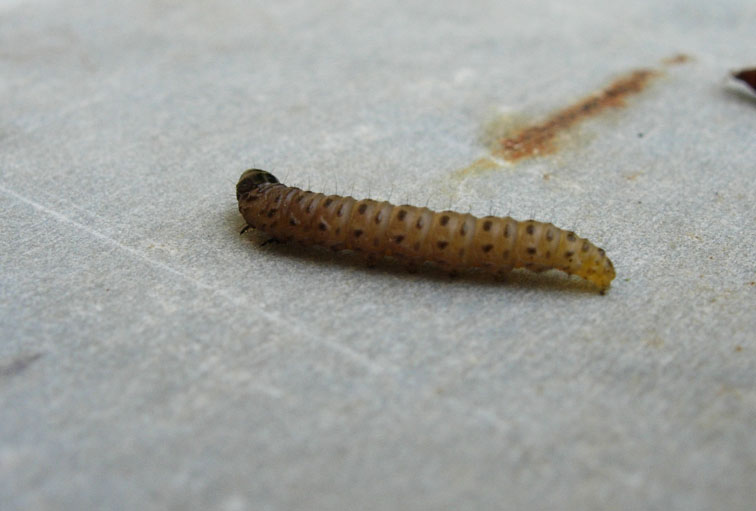 larva di?