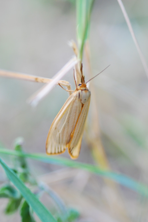 Piccola falena giallina da id - Coscinia striata