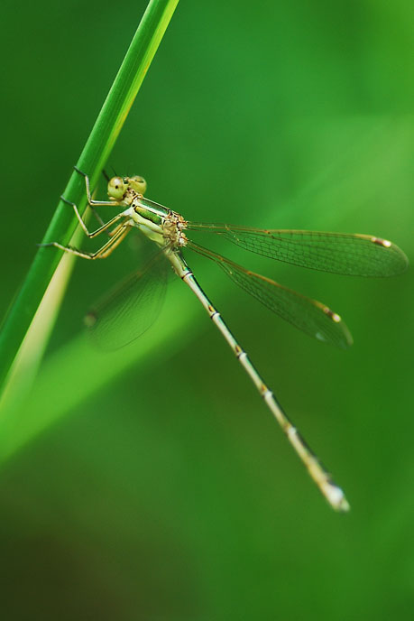 Lestes (credo) da identificare - Lestes barbarus