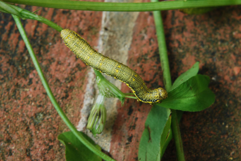 Bruchino su trifoglio - geometridae