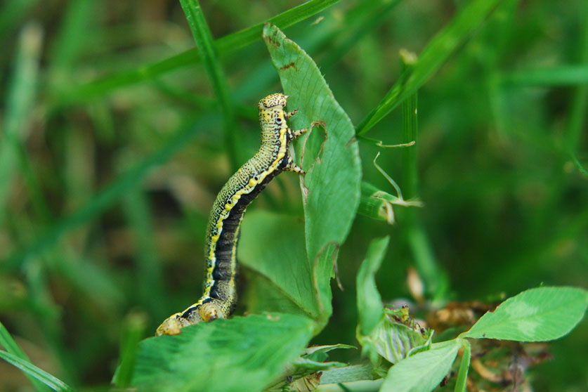 Bruchino su trifoglio - geometridae