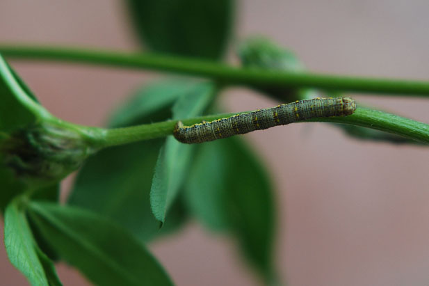 Bruchino su trifoglio - geometridae