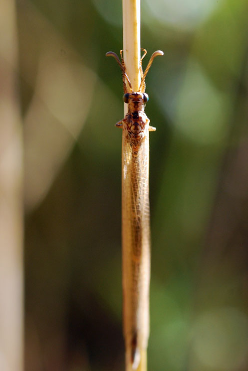 Creoleon lugdunensis