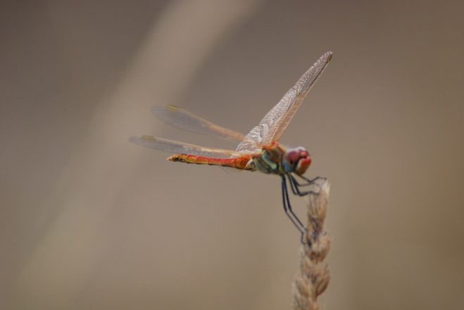 Sympetrum