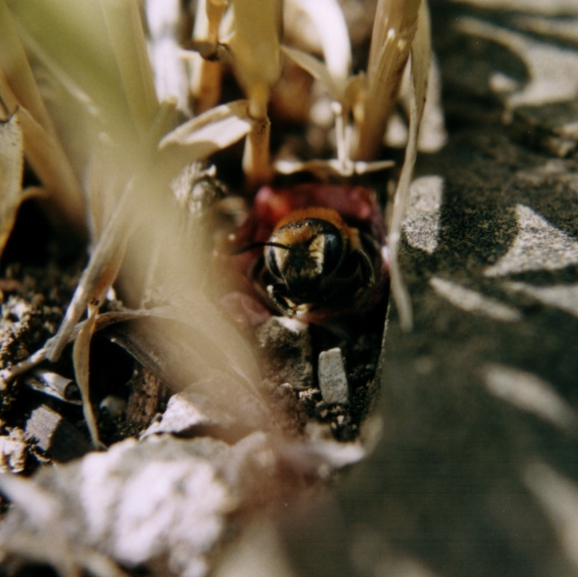 Osmia sp. che fodera il nido con petali di papavero