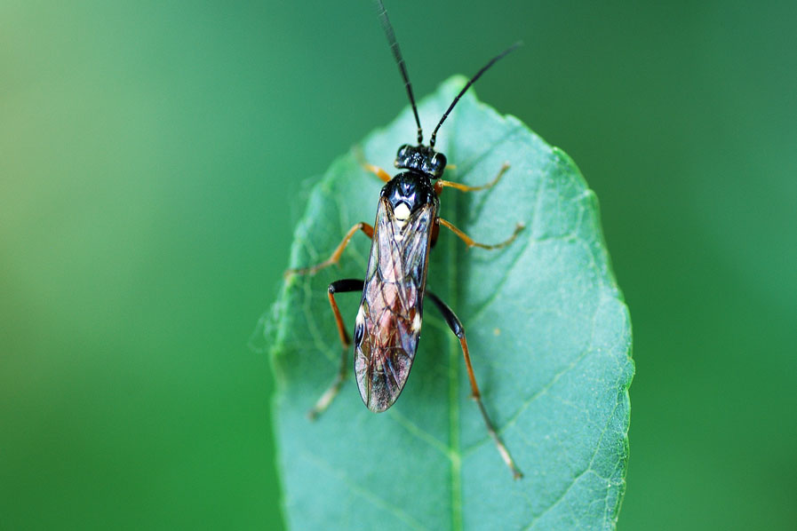 Tenthredopsis, forse T. scutellaris