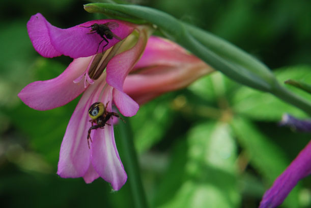 Synaema globosum