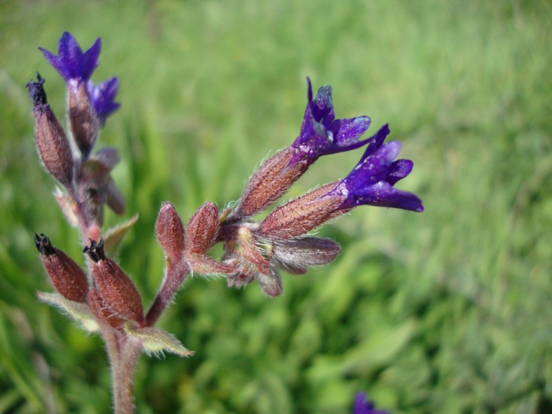 Anchusa undulata subsp. hybrida