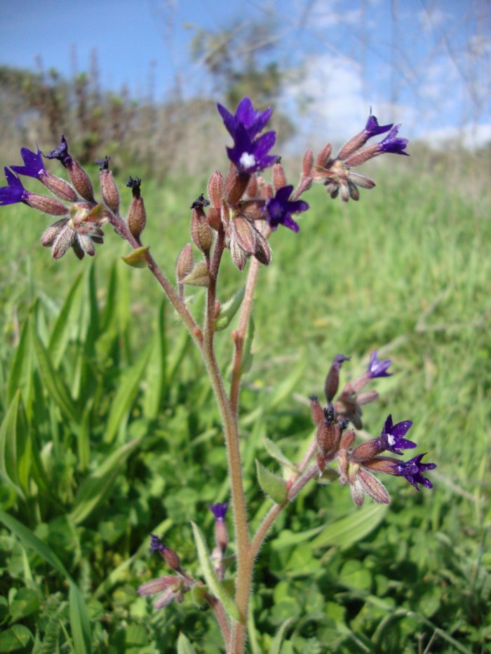 Anchusa undulata subsp. hybrida