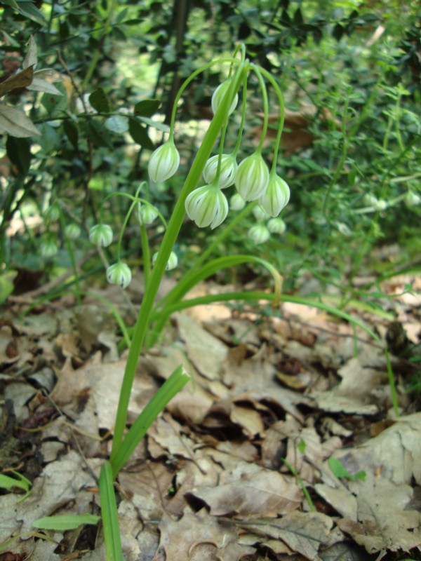 Allium pendulinum / Aglio pendolino