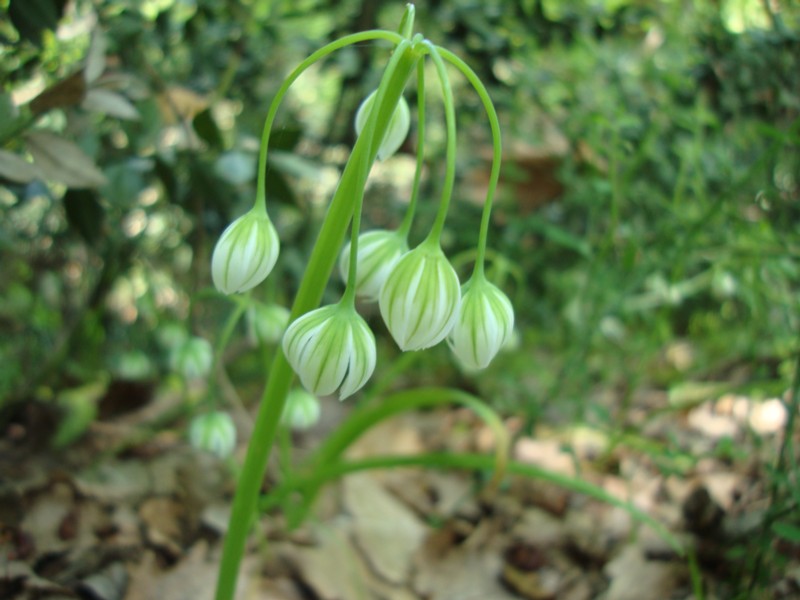 Allium pendulinum / Aglio pendolino
