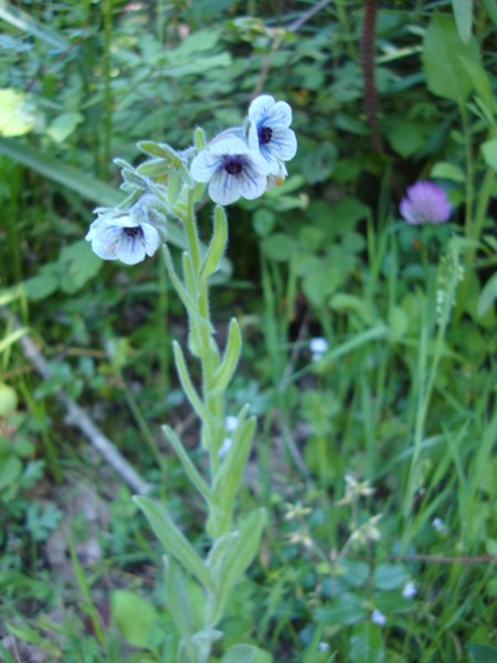 Cynoglossum creticum??