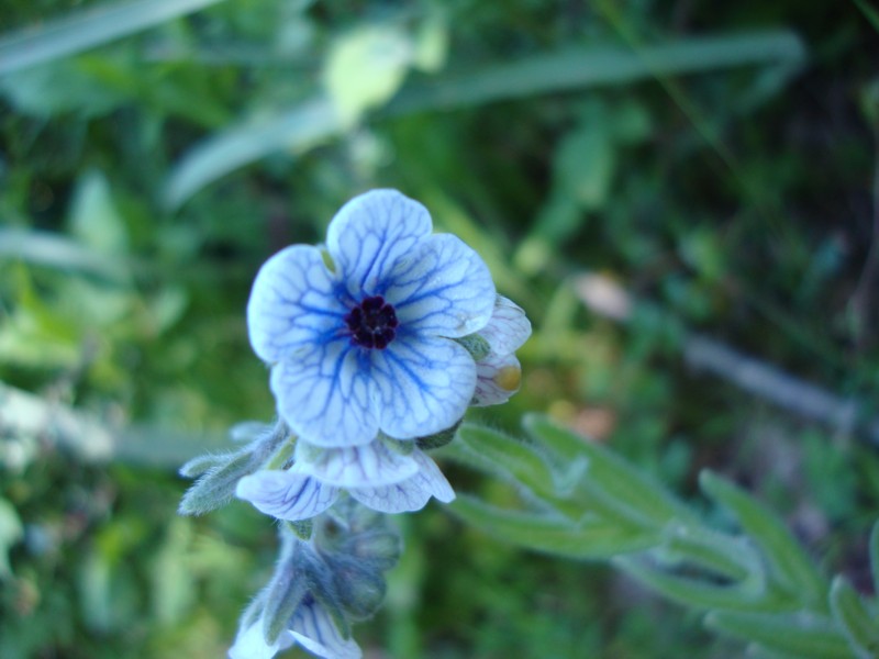 Cynoglossum creticum??