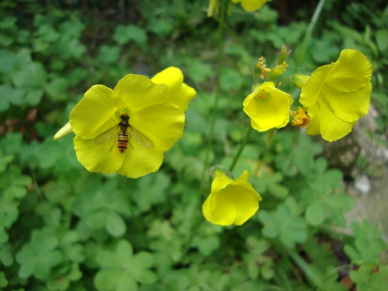 leguminosa da identificare - No, Oxalis pes-caprae