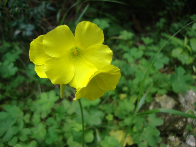 leguminosa da identificare - No, Oxalis pes-caprae