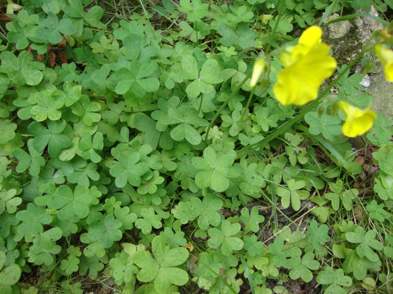 leguminosa da identificare - No, Oxalis pes-caprae